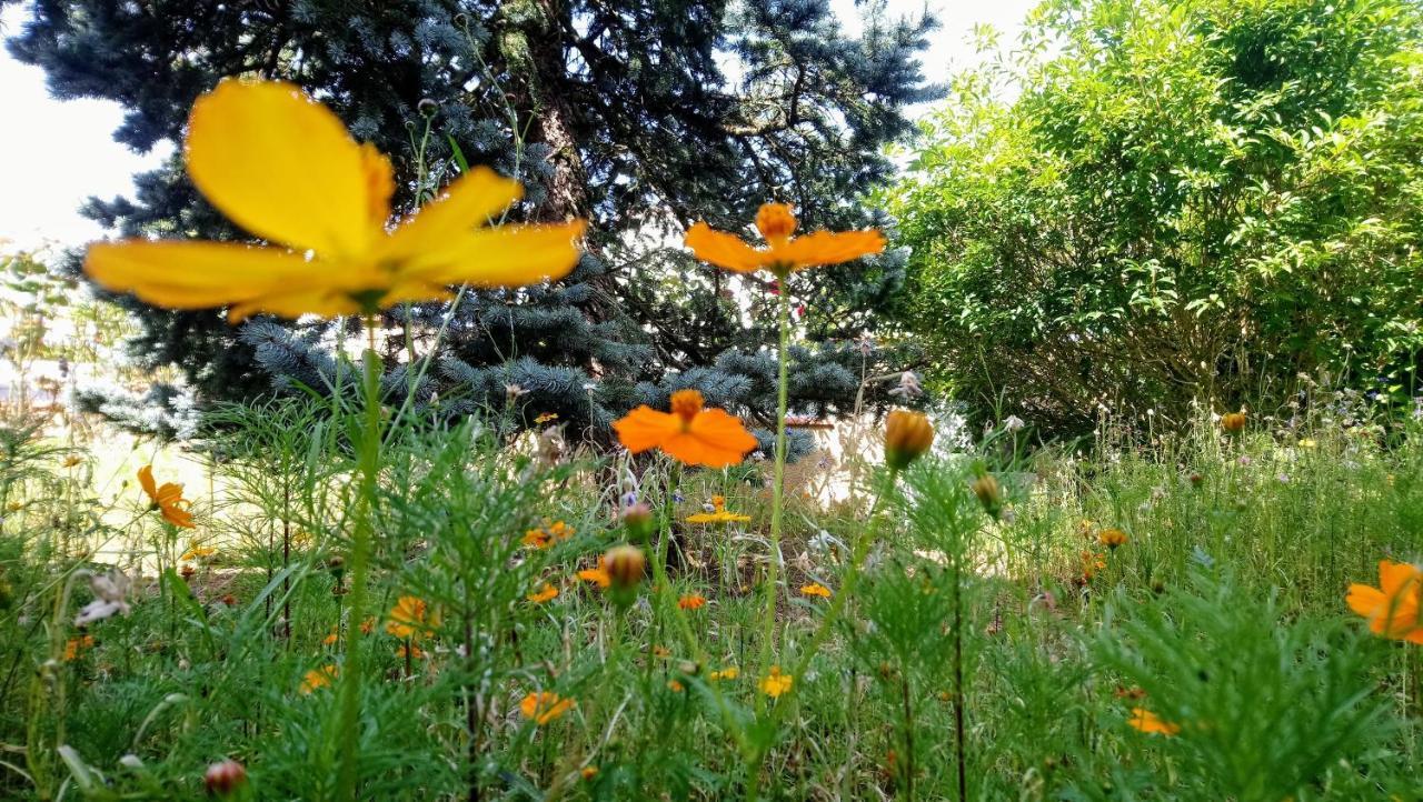 Fleurs De Cosmos Bed and Breakfast Albi Exterior foto